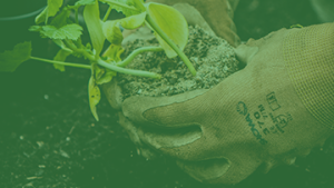 Cert-I-conservation-300x169